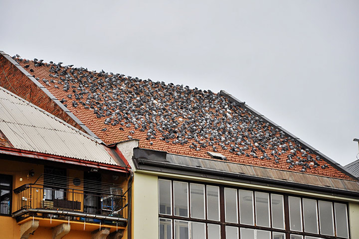 A2B Pest Control are able to install spikes to deter birds from roofs in Upper Norwood. 