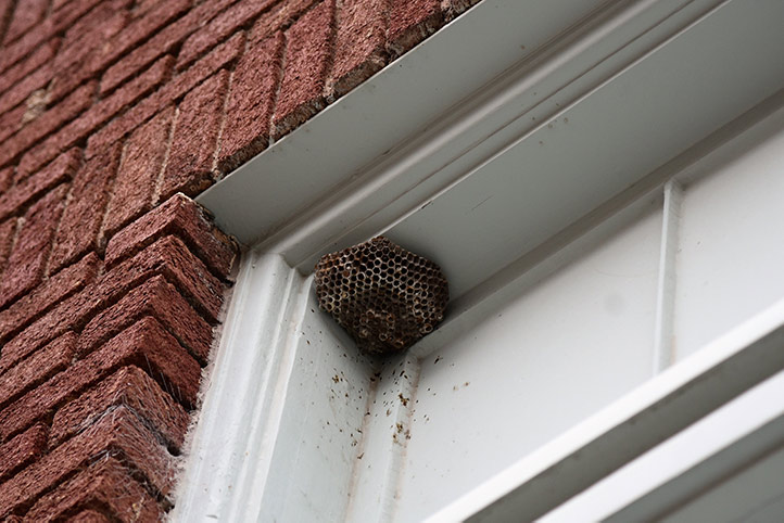 We provide a wasp nest removal service for domestic and commercial properties in Upper Norwood.